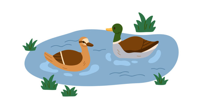 Ducks couple swimming in pond. Mallards, wild birds family floating on water surface in nature. Fowls pair, male and female in lake. Flat vector illustration isolated on white background