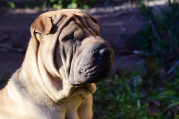 perro, animal, cachorro, mascota, mast&iacute;n, caf&eacute;, canino, aislada, burdeos, retrato, cuca, engendrar, purasangre, mam&iacute;fero, chistoso, blanco, adorable, domestica, estudio, franceses, i m pei