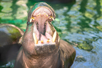 A huge hippopotamus is opening mouth to waiting for food feeding. Animal portrait in action photo, selective focus.