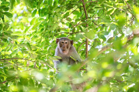A little monkey which is sitting on the tree branch is looking to the camera, Animal portrait photo.