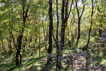 Idyllic hiking trail through forest in autumn from Sveti Stefan to Goli Vrh, Montenegro, Balkan, Europe. Mystical light shining through the tree trunks creating magical atmosphere. Dinaric mountains