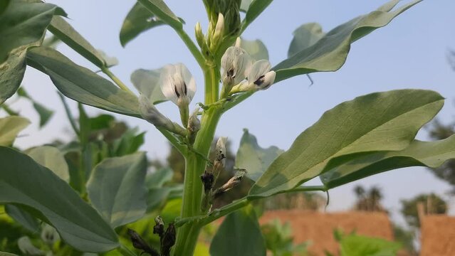 Vicia faba plant flowers in vegetable garden. Its other names&nbsp;broad bean,&nbsp;fava bean, or&nbsp;faba bean. It  is a species of&nbsp;vetch. This a flowering plant in the&nbsp;pea&nbsp;and&nbsp;bean&nbsp;family&nbsp;Fabaceae.