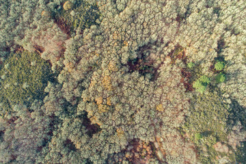 drone aerial view of an oak forest in wintertime
