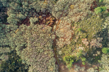 Obraz premium drone aerial view of an oak forest in the wintertime