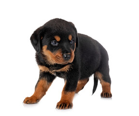 puppy rottweiler in studio