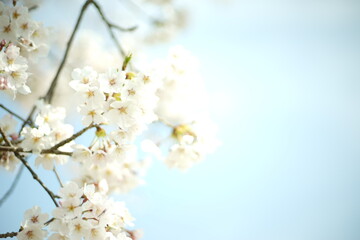青空をバックにして咲く桜の花