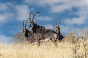 Sable antelope (Hippotragus niger), rare antelope with magnificent horns, South Africa - obrazy, fototapety, plakaty