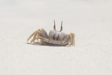 Crab. Animal on sand beach