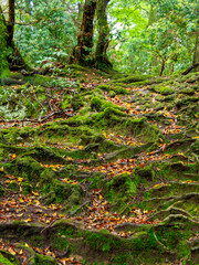 地面から出た木の根と苔が広がる原生林
