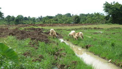Fototapeta premium Sheep foraging in the meadow where there are lots of puddles