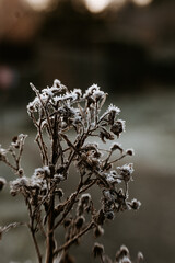 frosted nature a winter morning