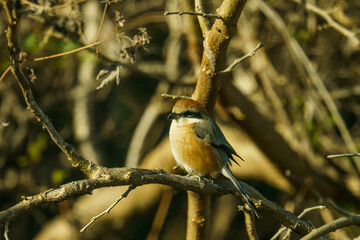 仲間を待つ百舌鳥