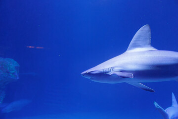 Fototapeta premium Medium Sized Shark inside an Aquarium, Fish Theme