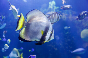 Platax Teira, also known as the Teira Batfish, longfin Batfish, longfin Spadefish, or Round faced Batfish Swimming inside Blue Aquarium Tank