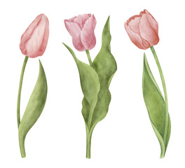 Pink tulip flowers collection. Spring gardening clipart collection. Watercolor botanical illustration.