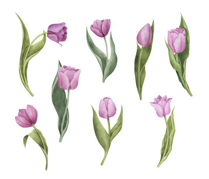 Tulip flowers clipart collection. Pink tulips set. Watercolor botanical illustration. Perfect for wedding invitations, cards design