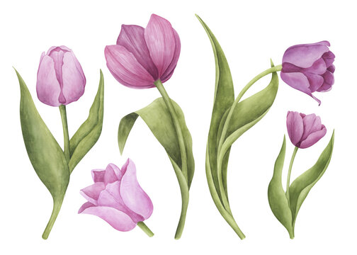 Pink tulips set. Spring flowers clipart collection. Watercolor botanical illustration. Perfect for invitations, cards design