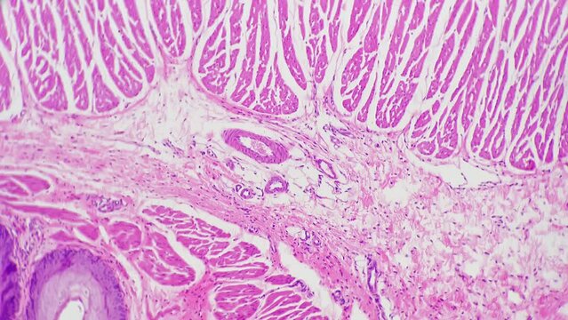Human stomach cardiac region in section in macro view under light micrograph 100x on bright field. Learning gastric system for detecting diseases and problems. Studying people patterns in laboratory