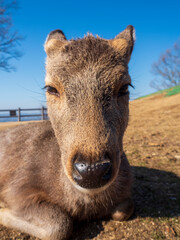 Fototapeta premium 若草山でくつろぐシカ