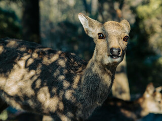 鹿もびっくり！！