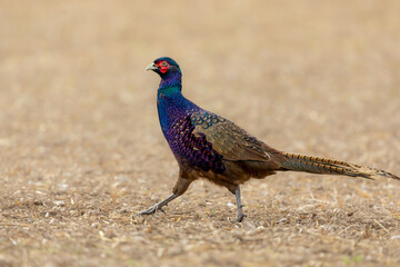 Pheasant, male, mutant melanistic common ring-necked pheasant in Autumn with brilliant, colouful plumage.  Stood in natural arable field habitat.  Scientific name: Phasianus colchius.  Horizontal.