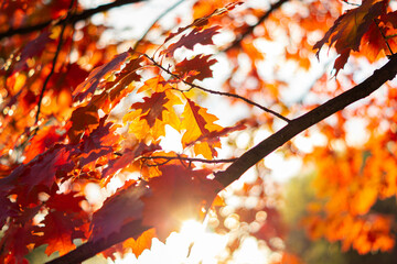 Autumn tree