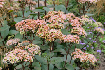 Obraz premium Sedum in gardening garden. Blooming flowers in garden. Natural blooming background.