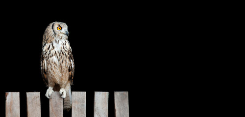 bengal eagle owl	