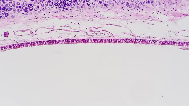 Pseudo stratified ciliated columnar epithelium of human being under microscope 40x on bright field background. Scientific sample of single layer of cells which function is absorption or secretion