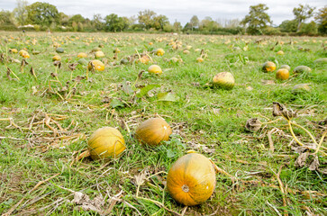 Pumpkin Patch on an overcast October day - 556926500