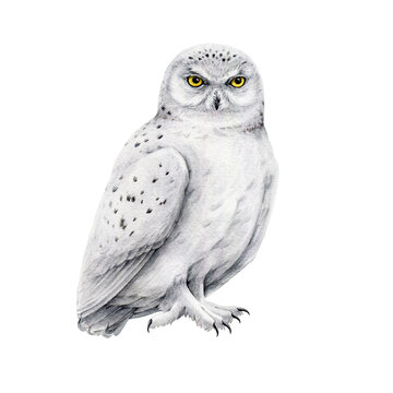 Snowy owl watercolor illustration. Hand drawn realistic white owl element. Wildlife northern avian. Polar predator bird. North wild hunter animal illustration.