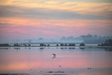 Spectacular pink landscape at dawn in a pond in the Doñana National Park, next to El Rocío,...