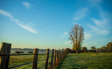 Fototapeta premium Scenic landscape in the early morning with wooden fence, grass, tree, lake and flock of birds in the blue sky in Donana National Park