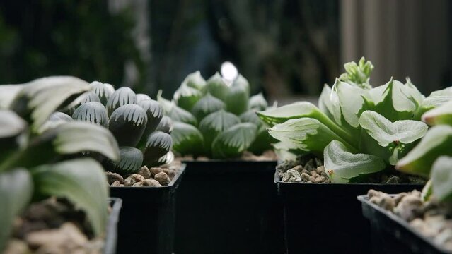 The camera moves to Haworthia, across amazing crystal plants
