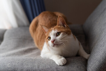 見つめる猫　茶トラ白