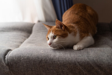 見つめる猫　茶トラ白