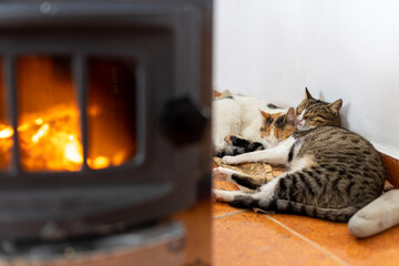 two cats sleep near the fireplace in a cozy environment.