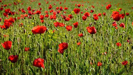 CAMPO DE AMAPOLAS SILVESTRES (Papaver Rhoeas)
