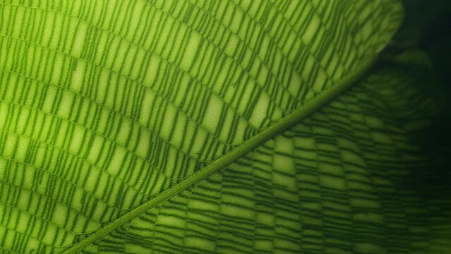 Movement along the amazing Calathea Network leaf texture