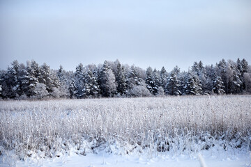 Forest and field covered with white snow on a winter day, selective focus