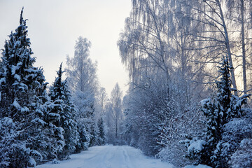 Winter landscape with country road and trees on the roadside covered with snow