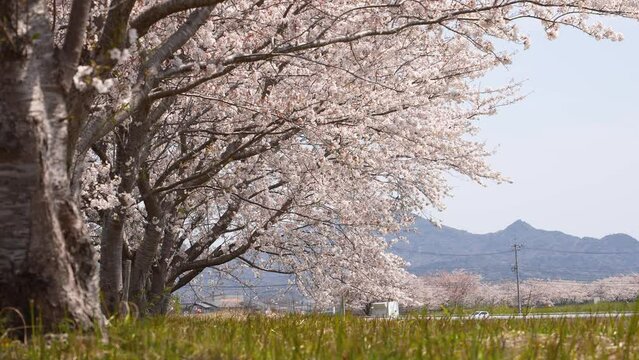 桜並木をローアングルで4Kスローモーション撮影した動画