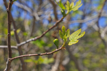 A close up of a branch with figs and blue sky in a mountain village in France