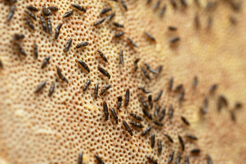 Many Gyrophaena rove beetles feeding on polypore