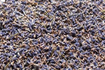 Lavender seeds macro shoot pattern