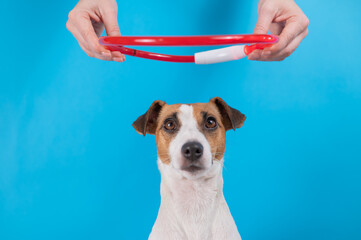 A woman puts a large led collar on a jack russell terrier dog on a blue background.