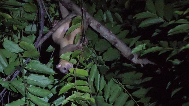 Kinkajou (Potos flavus) feeding at night in Costa Rica.