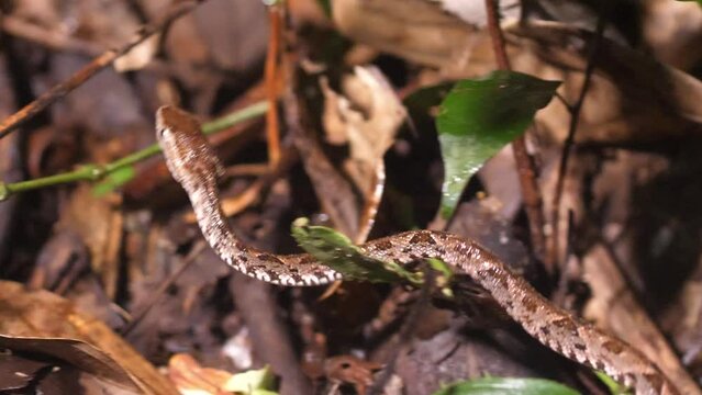 รูปภาพBothrops เลือกดูภาพถ่ายสต็อก เวกเตอร์ และวิดีโอ475 Adobe Stock