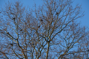 FU 2022-02-05 Kerpen 10 Auf dem kahlen Baum sitzen viele Vögel