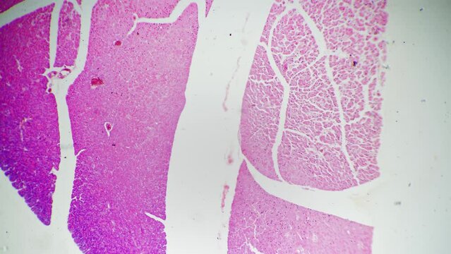 Thymus gland section of human being filmed with high magnification 40x on bright field background. Sample of people body organ multiply enlarged to learn its structure. lymphoid organ of immune system